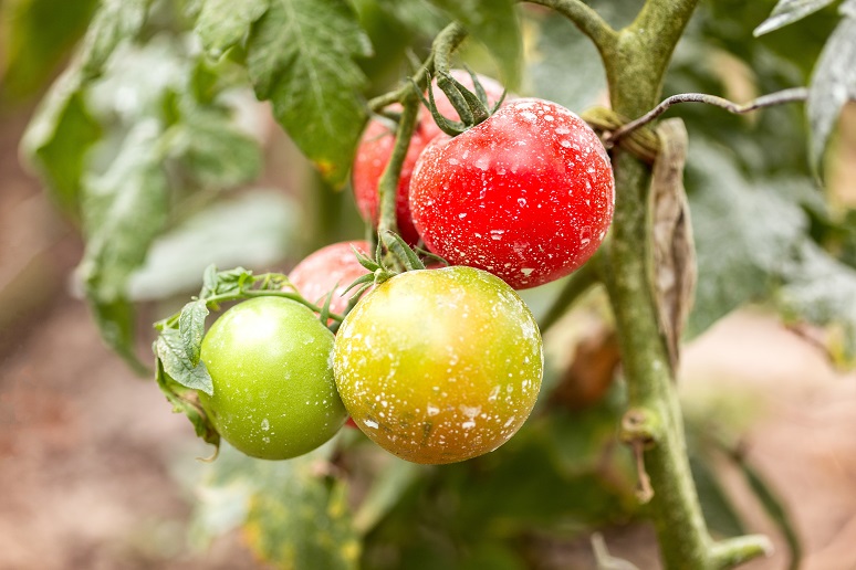 Edible Toxins: You Are What You Eat